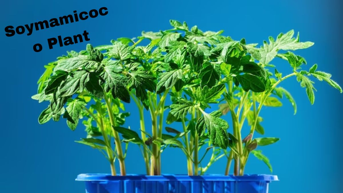 Soymamicoco Plant